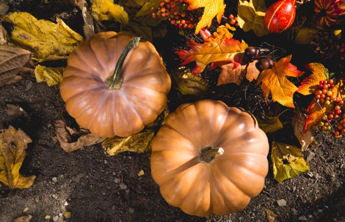 Pumpkins in the fall