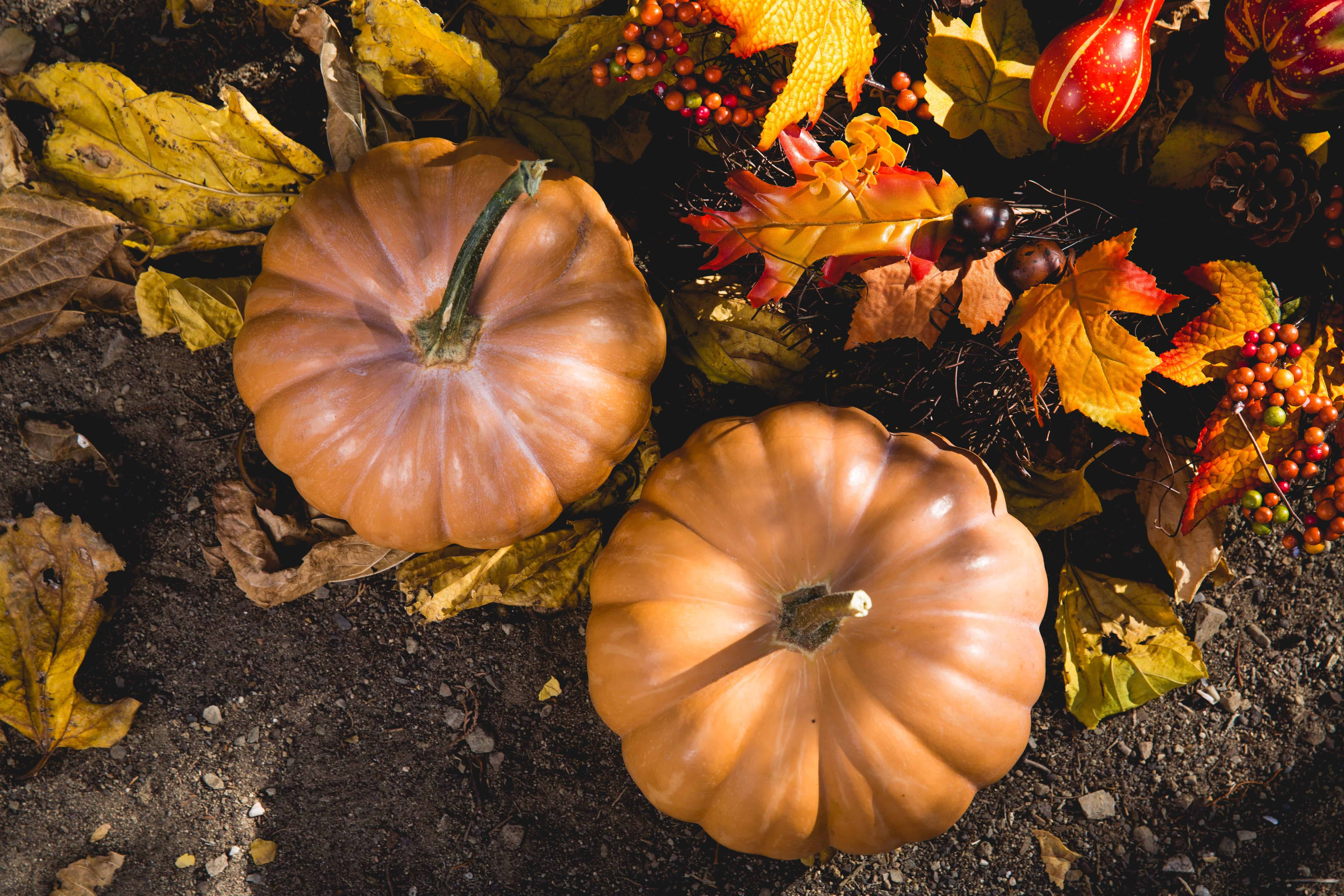 Pumpkins in the fall