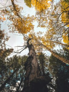 view of aspens from underneath