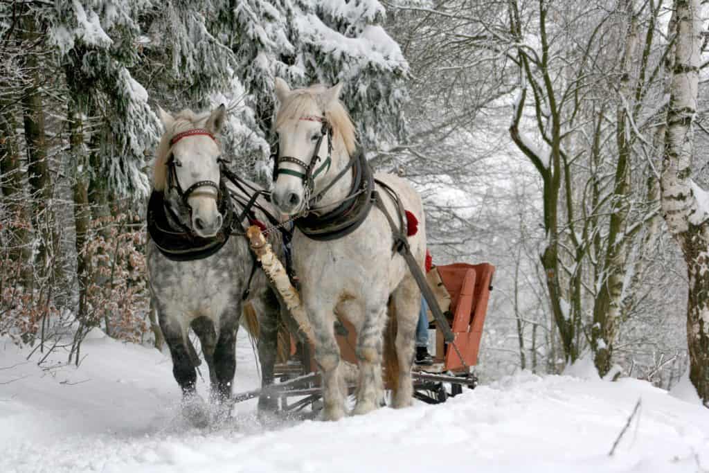 Sleigh Ride Colorado