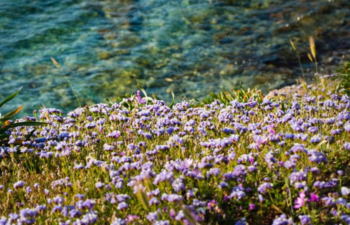 Vail Colorado Wildflowers