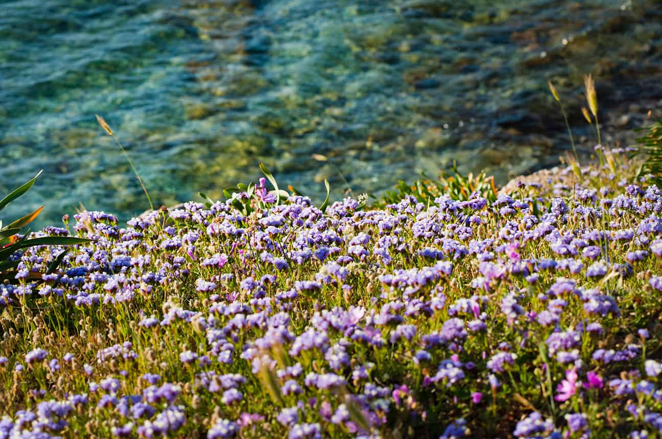 Vail Colorado Wildflowers