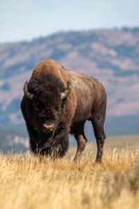 Bison