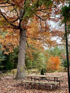 trees in the fall at a picnic area