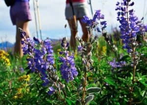 Wildflower Hikes in Vail
