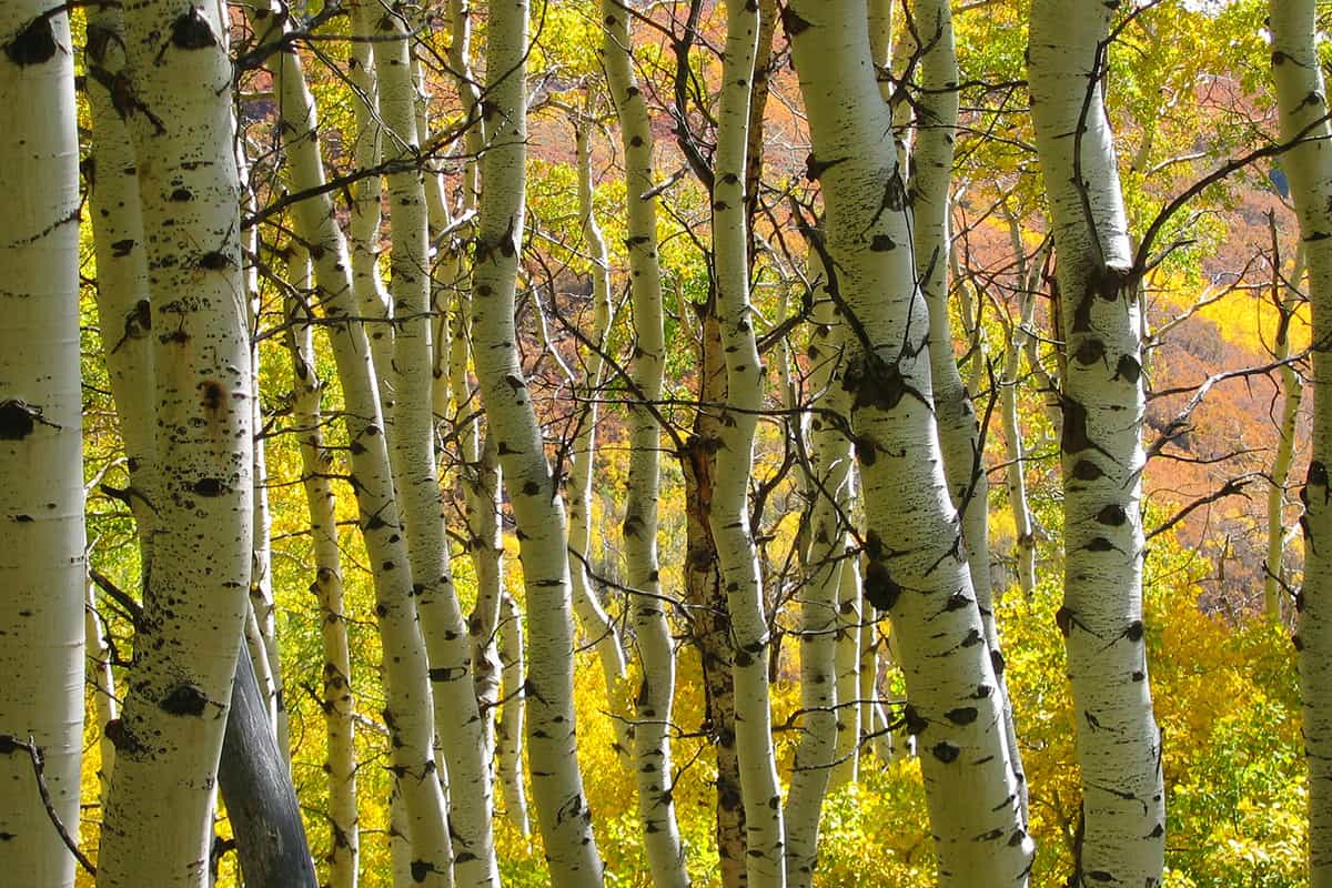 Beaver Creek Colorado