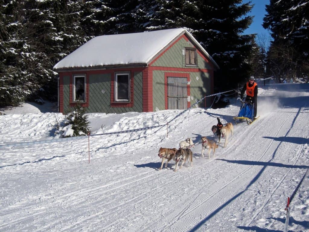 Colorado Dog Sledding