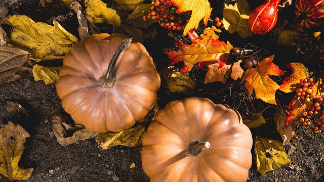 Pumpkins in the fall