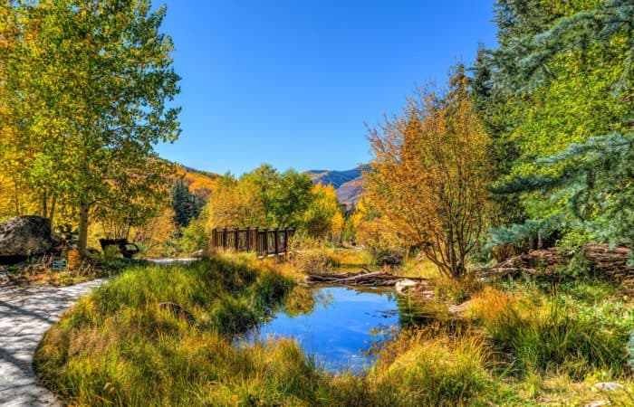 Fall color in vail colorado