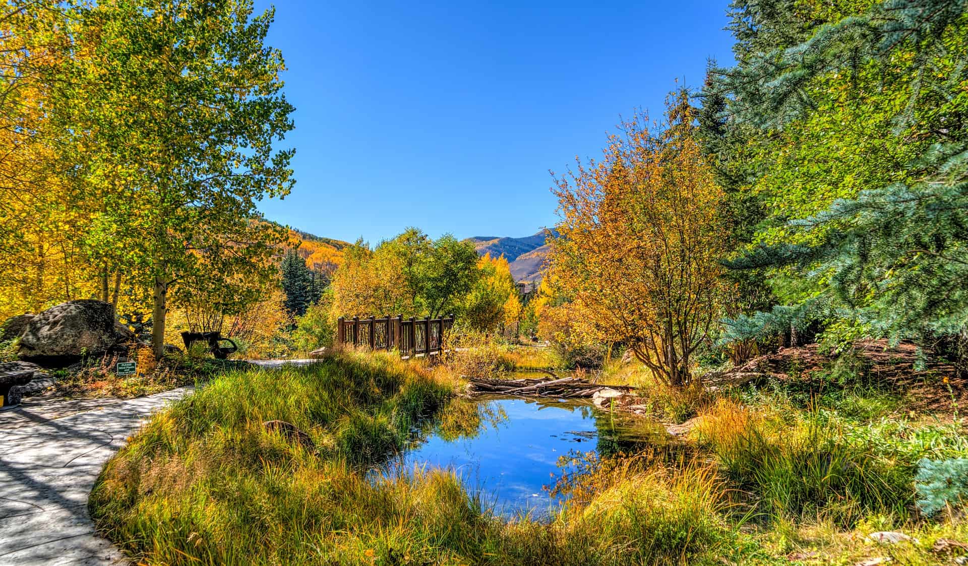 Fall color in vail colorado