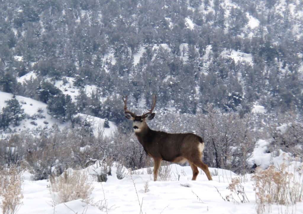 Winter in Colorado