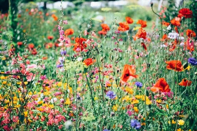 A variety of different colored flowers in a garden