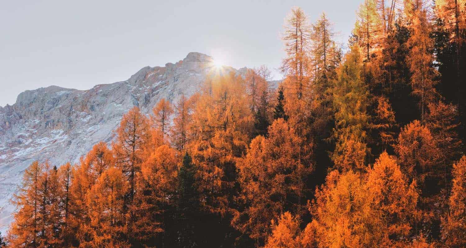 fall colored trees with a snowy mountain in the background