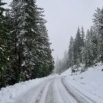 snowy road Snowy Road with snow covered pine trees