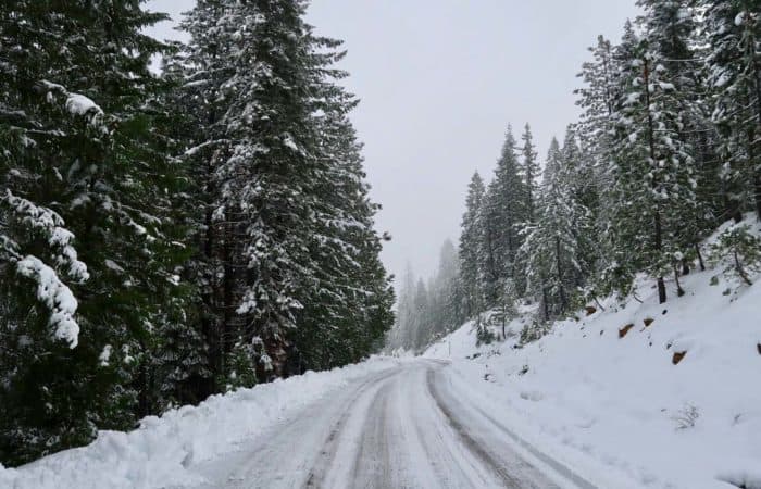 Snowy Road with snow covered pine trees