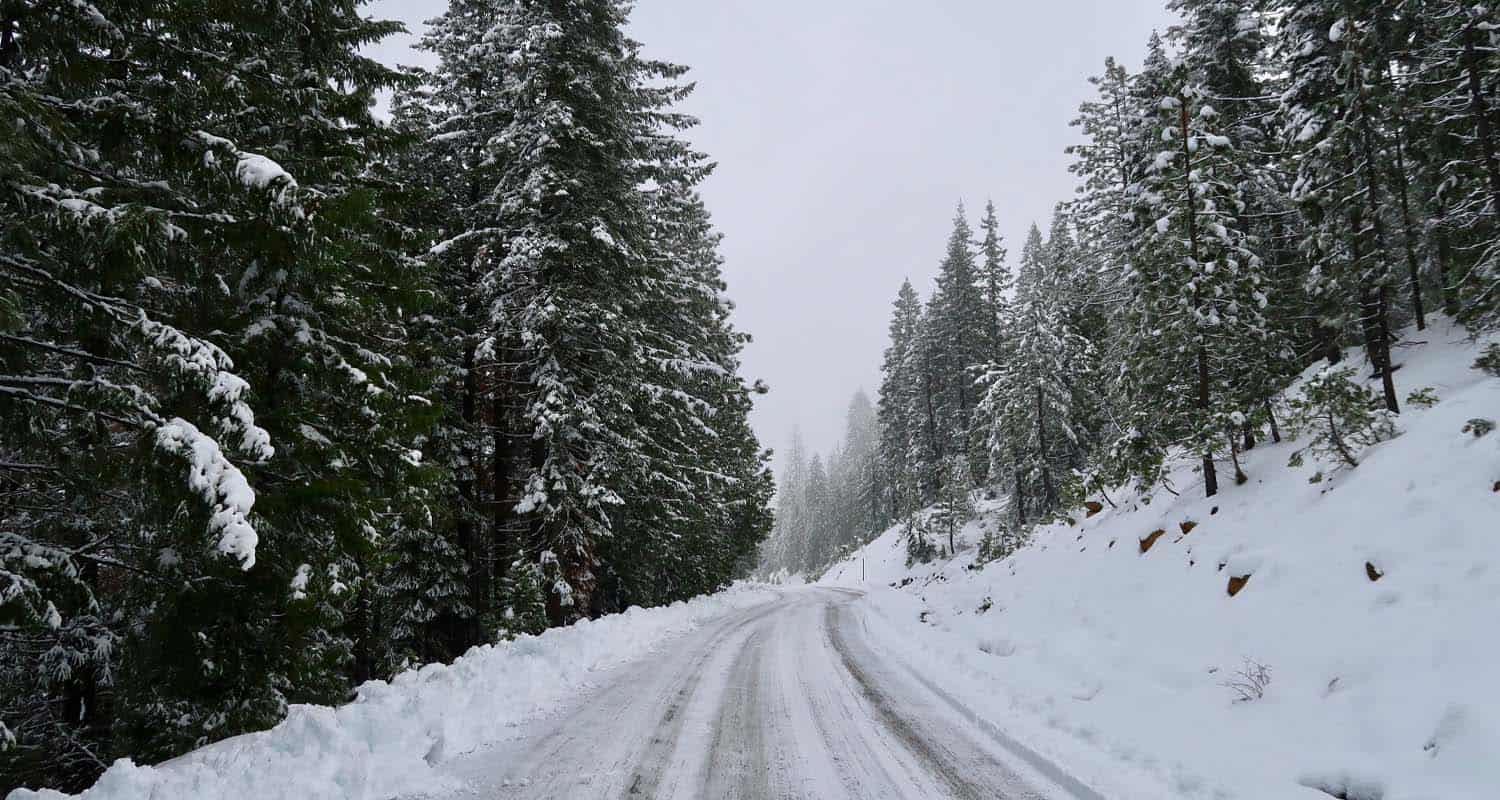 Snowy Road with snow covered pine trees