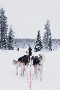 Dogsled through Vail Valley