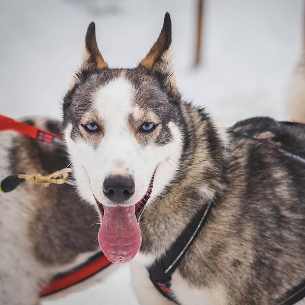 Sled dog winter Vail Valley