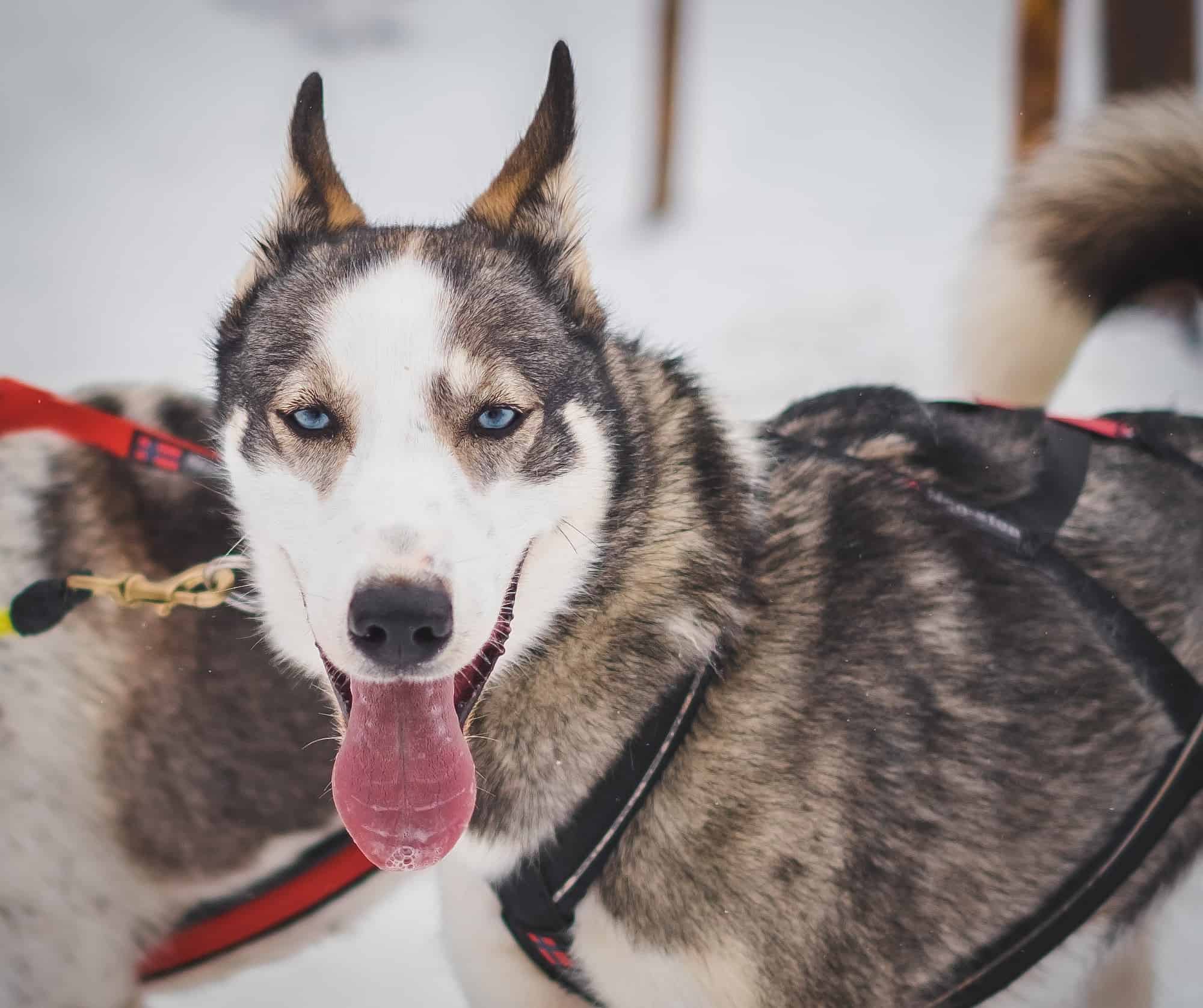 Sled dog winter Vail Valley