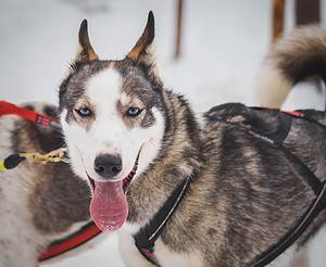 Dog sled husky