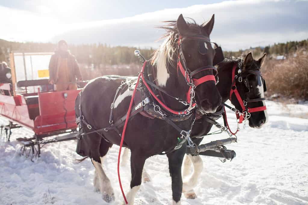 Horse drawn sleigh ride