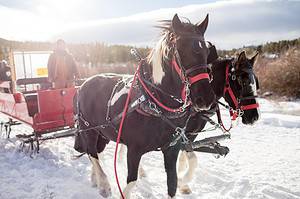 Horse drawn sleigh ride