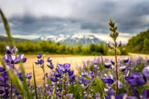 wildflowers colorado