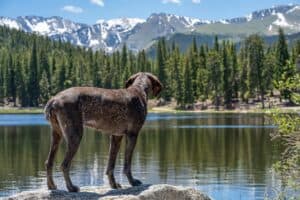Brown Dog Standing on a Lakeshore in Colorado