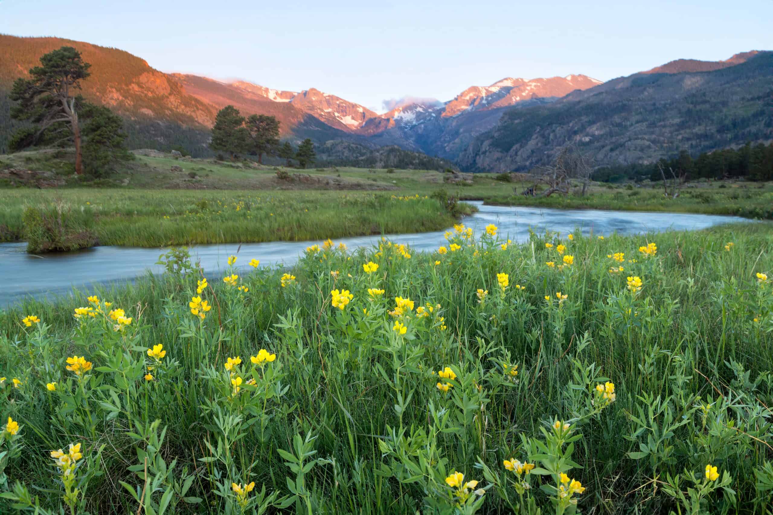 Wildflowers,Grow,Along,The,Big,Thompson,River,In,Moraine,Park, Moraine Park during the Spring
